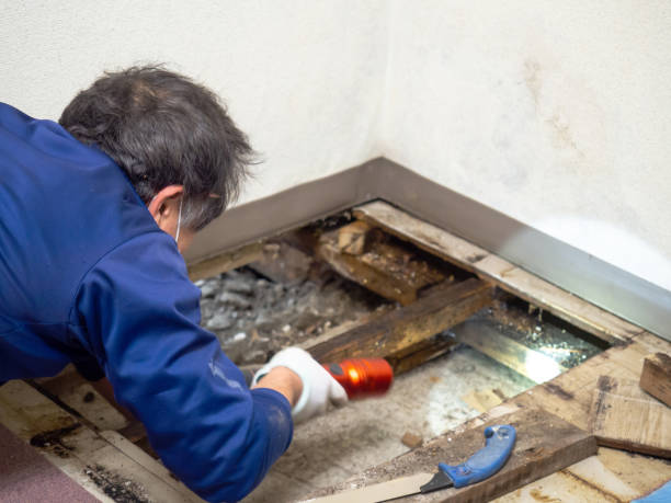 Best Mold Damage Repair  in Halesite, NY