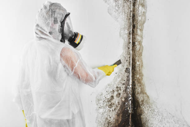 Best Best Mold Removal Companies  in Halesite, NY