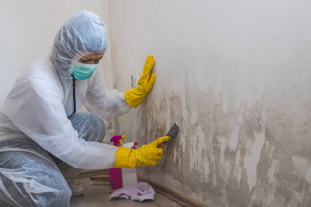 Best Crawl Space Mold Removal  in Halesite, NY