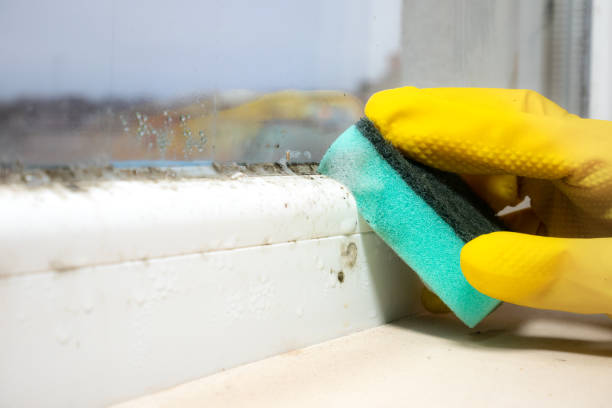 Best Affordable Mold Removal  in Halesite, NY