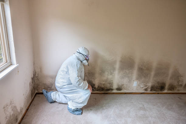 Best Office Mold Removal Services  in Halesite, NY