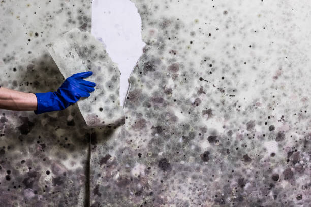 Best Local Mold Removal Service  in Halesite, NY