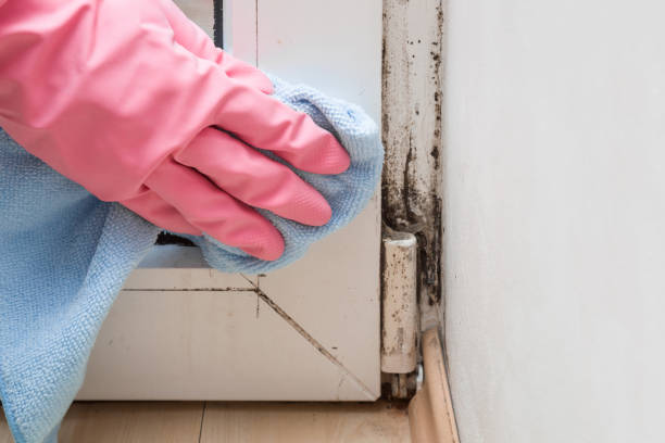 Best Mold Damage Repair  in Halesite, NY