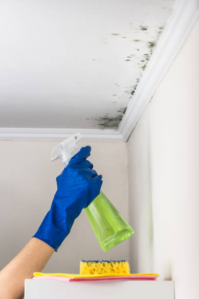 Best Toxic Mold Removal  in Halesite, NY