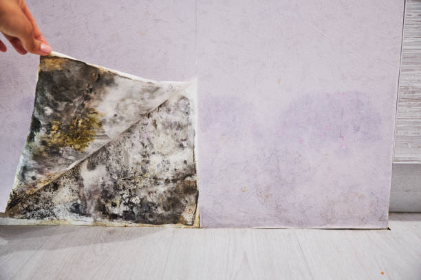 Best Mold Testing and Removal  in Halesite, NY